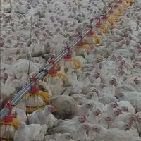 کارگر  مرغداری  خانواده  ویا مجرد دو نفر