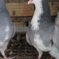 بدرنگ و غلاق|پرنده|اصفهان, گلستان|دیوار