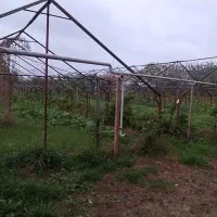 اجاره گلخانه|اجارهٔ دفتر صنعتی، کشاورزی، تجاری|طاهرگوراب, |دیوار