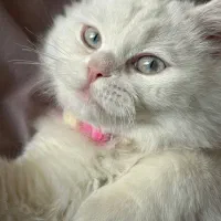 بچه گربه پرشین