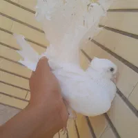 یک جفت کفتر سفید بدونه غلت دم چتری
