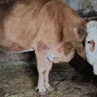 گاو سمینتال اصل محلی