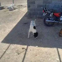واگزاری سگ|سگ|شیروان (خراسان), |دیوار