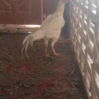 مرغ خروس لاری