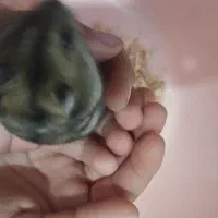 همستر کمپل نر|موش و خرگوش|بوشهر, |دیوار