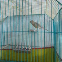 قناری رد فاکتور|پرنده|کرمان, |دیوار