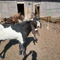 تکه پنجابی|حیوانات مزرعه|باخزر, |دیوار