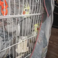 پرنده|پرنده|صباشهر, |دیوار