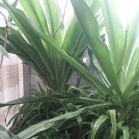 گل اپارتمانی|گل و گیاه طبیعی|دهق, |دیوار