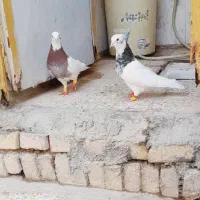 کبوتر طوقی ۲نر و۱ماده|پرنده|اهواز, ملاشیه|دیوار