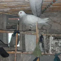 قیمت توافقی