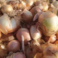پیاز زرد|خوردنی و آشامیدنی|فریدونشهر, |دیوار