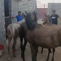 فروش فوری ۴ تا کره همه یک ساله