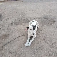 سگ گله گرگ روف