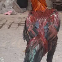 خروس|حیوانات مزرعه|محمدیه-قزوین, |دیوار