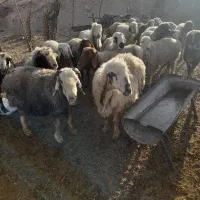 ۱۹راس شیشک میش داستی