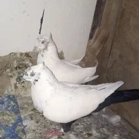 کفتر دومی