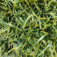 فروش چمن مصنوعی خارجی با کمترین قیمت|مصالح و تجهیزات ساختمان|تهران, ایران|دیوار