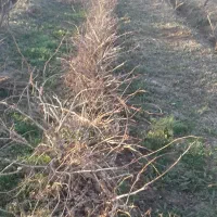 انواع ارقام نهال انگور