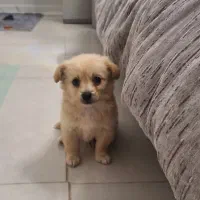 مالتیز ۳ ماهه