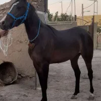 مادیون یکسر عرب.