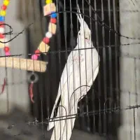 یک عدد عروس هلندی ماده آلبینیو تک خال