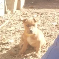 توله ی پیتبول ماده