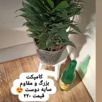 گلهای اپارتمانی|گل و گیاه طبیعی|خواف, |دیوار