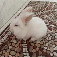 خرگوش لوپ سفید