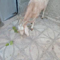 بزجوان|حیوانات مزرعه|سبزوار, عارف|دیوار