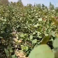 نهال پسته|گل و گیاه طبیعی|قنوات, |دیوار