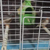 طوطی هلندی|پرنده|خرمشهر, |دیوار