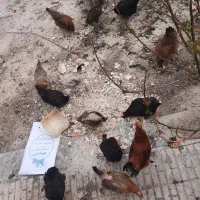 فروش مرغ خروس