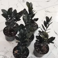 گل فروشی|گل و گیاه طبیعی|جهرم, |دیوار