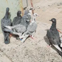 جوانه‌کفتر