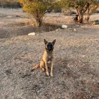واگذازی سگ روتوایلر ،مالینویز|سگ|نجف‌آباد, یزدانشهر|دیوار