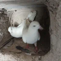 کفترپتی واله