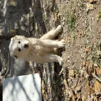 توله قدرجونی