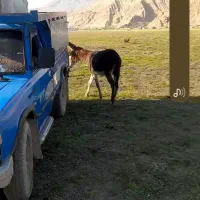 خر نر مادیون رو خوش رنگ متن را بخوانید بعد زنگ بزن|حیوانات مزرعه|لردگان, |دیوار