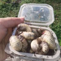 طعمه ماهیگیری.پت درختی.لارو|ماهیگیری|رشت, لاکان|دیوار