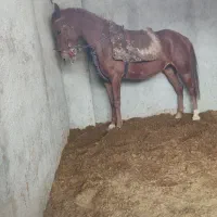 مادیان ترکی قدیمی روزگاری|اسب و تجهیزات اسبسواری|شیراز, کوشک بیدک|دیوار