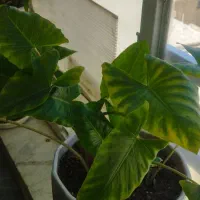 چند مدل گل|گل و گیاه طبیعی|کرج, حصارک بالا|دیوار