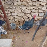 فروش بوقلمون|حیوانات مزرعه|یاسوج, |دیوار