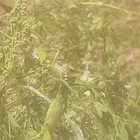 یونجه و علف(پاپایی)