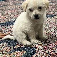 سگ پا کوتاه نژاد دار|سگ|مشهد, طلاب|دیوار