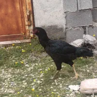 مرغ و خروس و جوجه لاری