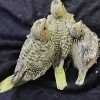 جوجه عروس هلندی مرواریدی زعفرونی|پرنده|شیراز, کرونی(خاتونک)|دیوار