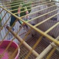 فروش یک جفت طوطی برزیلی جوان