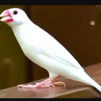 فروش فنچ نرگسی