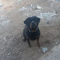 سگ روت ۷ساله